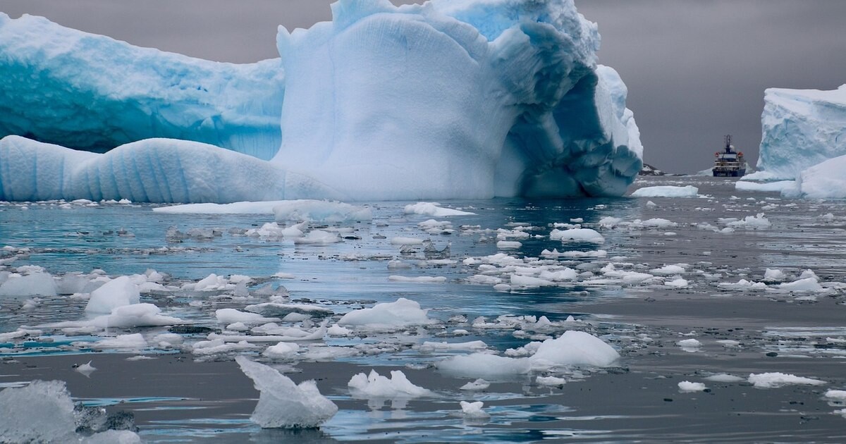 Alarmă ecologică în Antarctica: O muscă arctică se reproduce în mediul natural