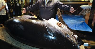Tonul roșu: de la un gigant de 679 kg la recordul de 3,2 milioane de dolari în Tokyo