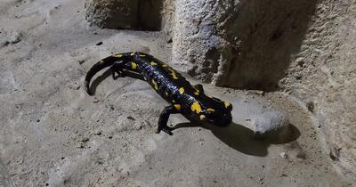 O salamandră de foc care și-a petrecut iarna în galeriile unui baraj din România a ieşit din hibernare