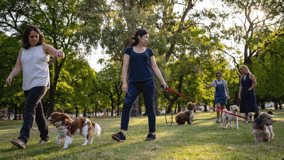 Dietele veterinare pentru câini supraponderali: cum ajuți animalul să slăbească sănătos în 2026