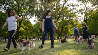Dietele veterinare pentru câini supraponderali: cum ajuți animalul să slăbească sănătos în 2026
