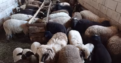 Haos în campania de vaccinare a oilor: exporturile rămân blocate, iar fermierii sunt în criză