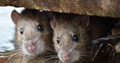 Alertă Hantavirus după decesele de pe nava MV Hondius: simptomele cheie și perioada de incubație, anunțate de experți