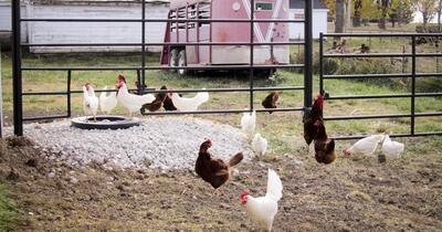 Câte animale poți crește în curte: ghid complet pentru oraș și sat