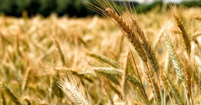 Recolte bune, buzunare goale: Cine pierde, de fapt, în agricultura românească?