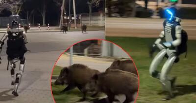 VIDEO „Noi vom fi «mistreții» peste 5 ani”/Imagini virale cu un robot umanoid care alungă mistreți pe o stradă din Polonia